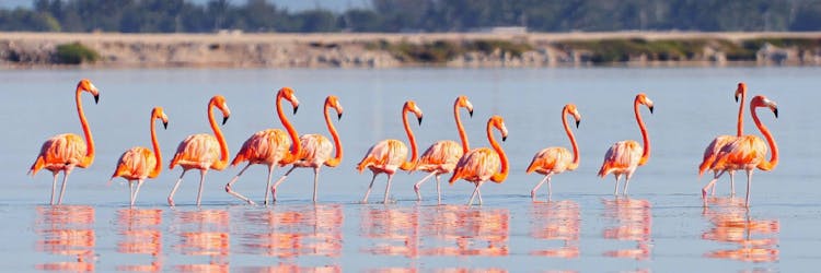 Río Lagartos Biosphere Reserve and Las Coloradas Pink Lakes full-day tour